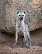 spotted hyena