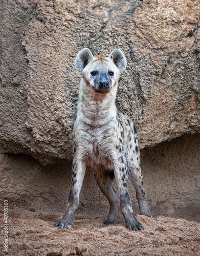 Photo: spotted hyena spotted hyena