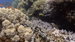Pristine coral reef habitat in shallow tropical water.