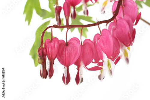 Foto: Tränendes Herz, bleeding heart Tränendes Herz, bleeding heart