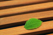 buchenblatt auf holz buchenblatt auf holz