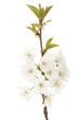 cherry tree