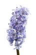 Hyacinth