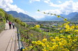 Tappeiner-Promenade bei Meran - Südtirol