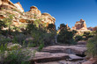Needles in Canyonlands National Park