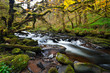 Irish creek of Clare Glens in Co. Limerick