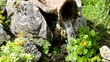 Anfora coricata da cui sgorga acqua - sorgente Anfora coricata da cui sgorga acqua - sorgente