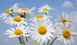 daisy in sky