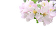 apple blossom