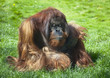 Bornean Orangutan