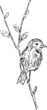 bird on branch