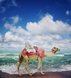 Camel on Jumeirah Beach.