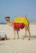 Camel on Jumeirah Beach.