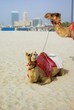 Camel on Jumeirah Beach.