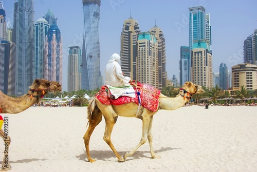 Photo: Dubai Camel on the town scape backround, United Arab Emirates. Dubai Camel on the town scape backround, United Arab Emirates.