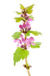 Photo: Purple Dead-nettle Lamium purpureum wildflower plant over white Purple Dead-nettle Lamium purpureum wildflower plant over white