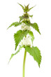 Photo: White dead-nettle (Lamium album), on white background. White dead-nettle (Lamium album), on white background.