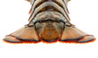 Photo: Lobster tail Lobster tail