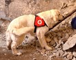 rescue dog