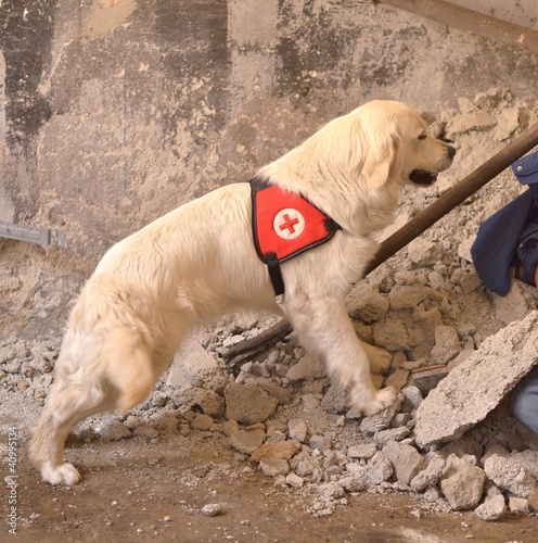 Photo: rescue dog rescue dog