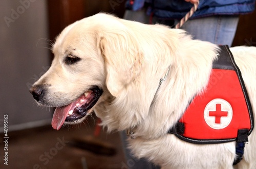 Photo: rescue dog rescue dog