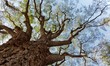 Photo en ligne au meilleur prix huge tree
