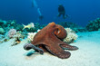Foto: Red Octopus Red Octopus