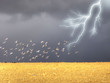 pigeons and lightning