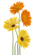 calendula