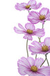 cosmos