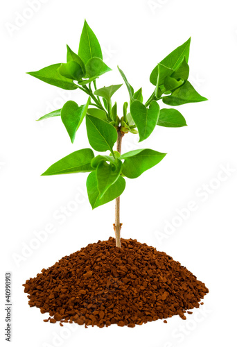 Photo: Plant in land Plant in land