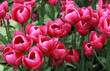 Tulip time in istanbul. Tulip time in istanbul.