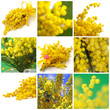 Photo: Collage di mimose Collage di mimose