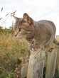 Photo: cat on the lookout cat on the lookout
