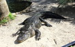 American alligator basking in the sun