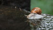 Snail walks into puddle of water