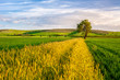 Wheat Field with a Tree on Sunset Wheat Field with a Tree on Sunset