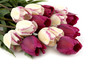 Tulpen