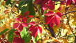 Colorful autumn leafs