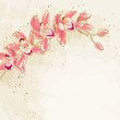 Branch of orchids on toned background