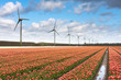 Dutch tulip field after a heavy rain shower