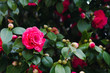 camellia tree