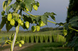 Hopfendolden