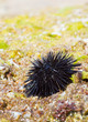 Sea urchin on a rock by the sea Sea urchin on a rock by the sea