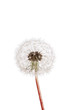 dandelion seeds