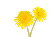 two dandelions