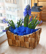 a hyacinth and scilla is in a small basket