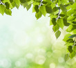 Sun beams and green leaves