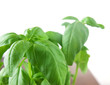 Photo: Basil plant Basil plant