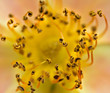 Yellow flower - lilium - macro